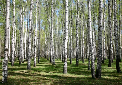 Fototapeta samoprzylepna Wiosenne brzozy