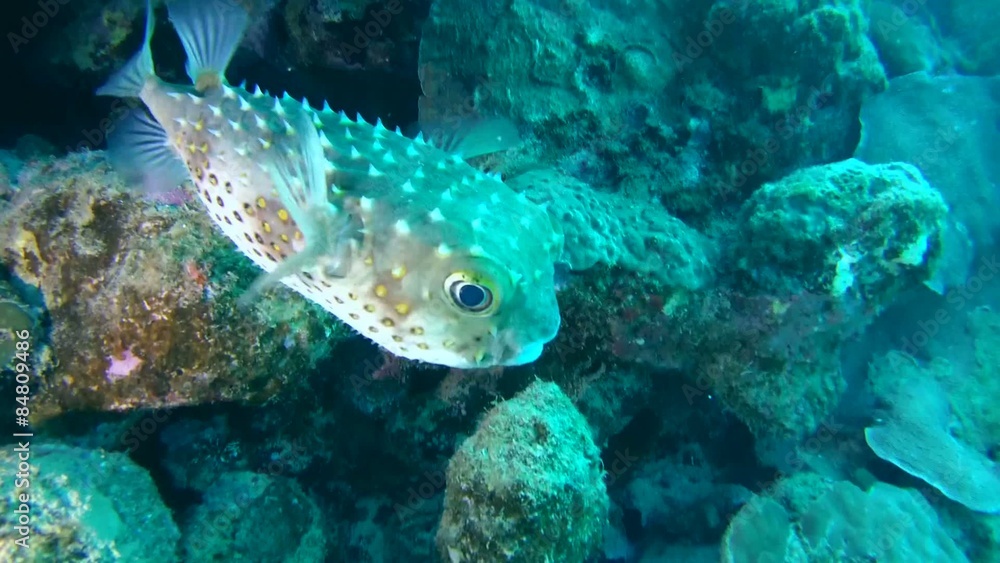 Cyclichtys orbicularis (Orbicular Burrfish) near coral reef, Red sea Cyclichtys orbicularis (Orbicular Burrfish) near coral reef, Red sea