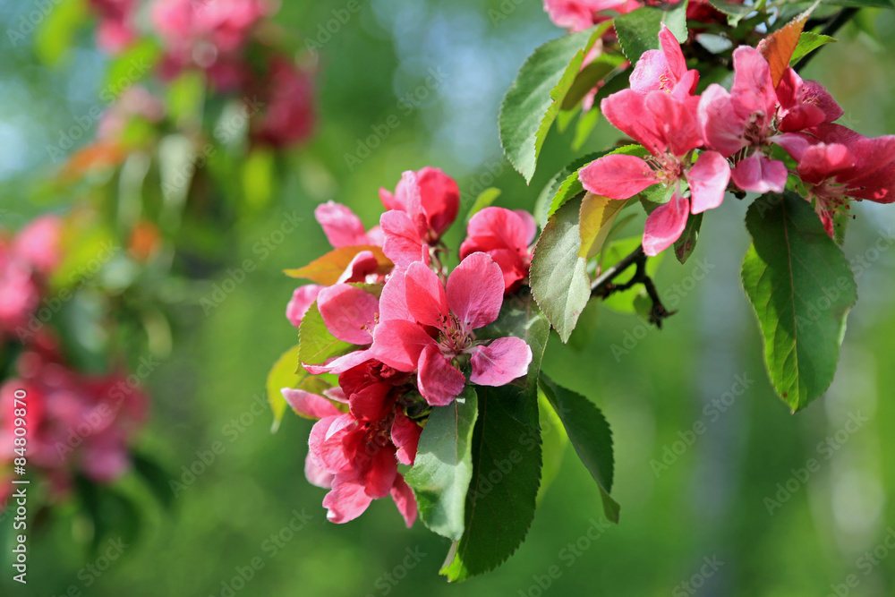 Obraz premium Pink Flowers of Ornamental Grab Apple 