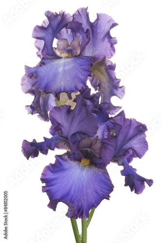 Fototapeta Naklejka Na Ścianę i Meble -  iris