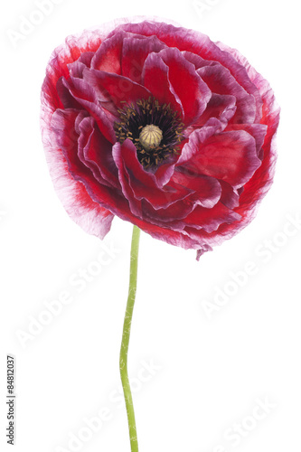 Fototapeta Naklejka Na Ścianę i Meble -  poppy