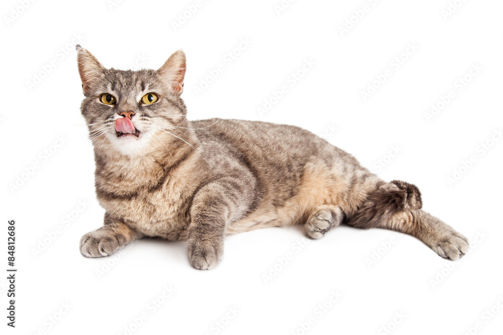 Hungry Looking Domestic Shorthair Cat Licking Its Lips