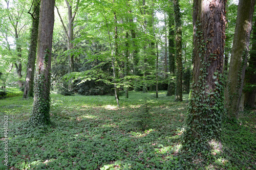 Ivied trees in forest