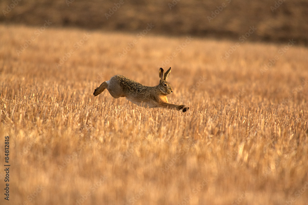 Naklejka premium Hase im Galopp