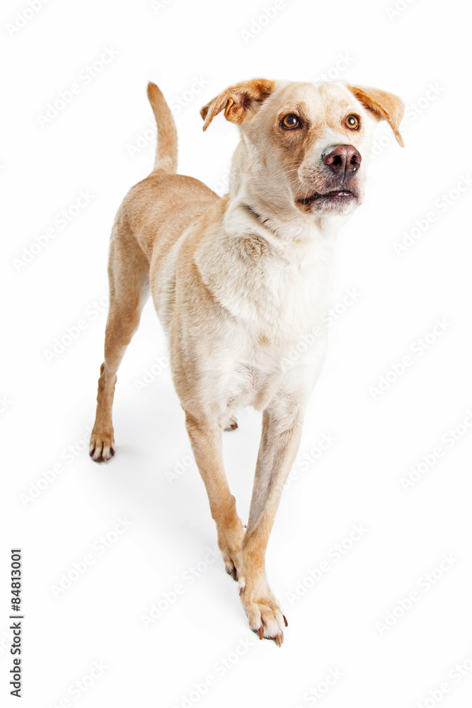 Labrador Retriever Dog Walking Forward