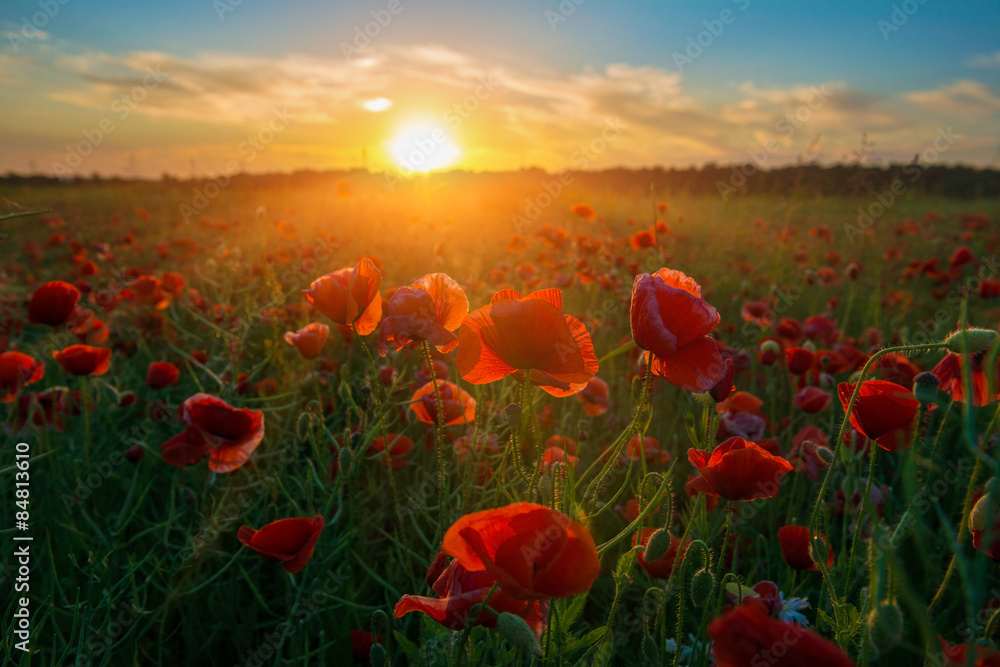 Stickers avec Sunrise fields of poppies #84813610