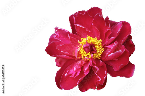 red peony isolated