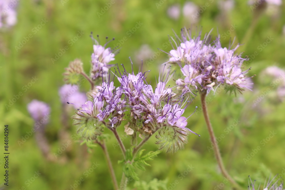 Lacy Phacelia flowers (Phacelia Tanacetifolia) in Innsbruck Lacy Phacelia flowers (Phacelia Tanacetifolia) in Innsbruck