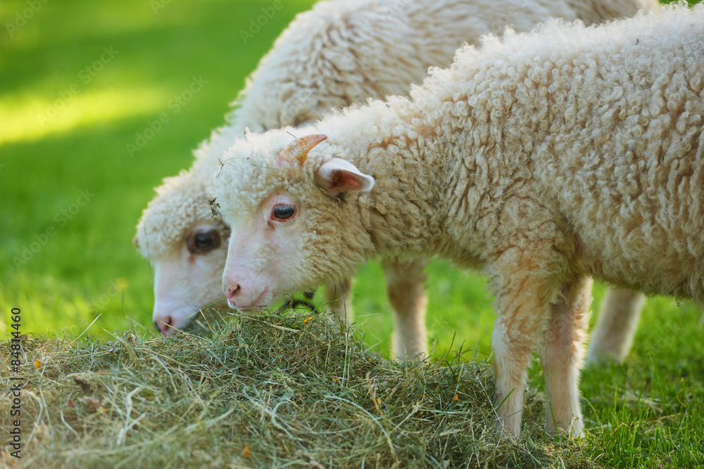 Fototapeta premium Sheep eating hay