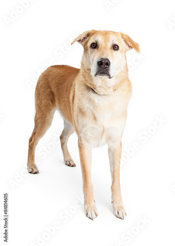 Large Yellow Adult Crossbreed Dog