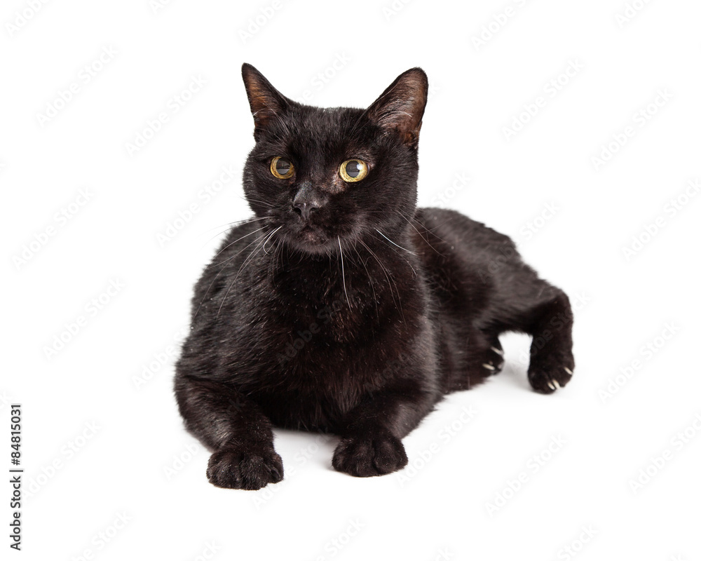 Pretty adult black cat laying