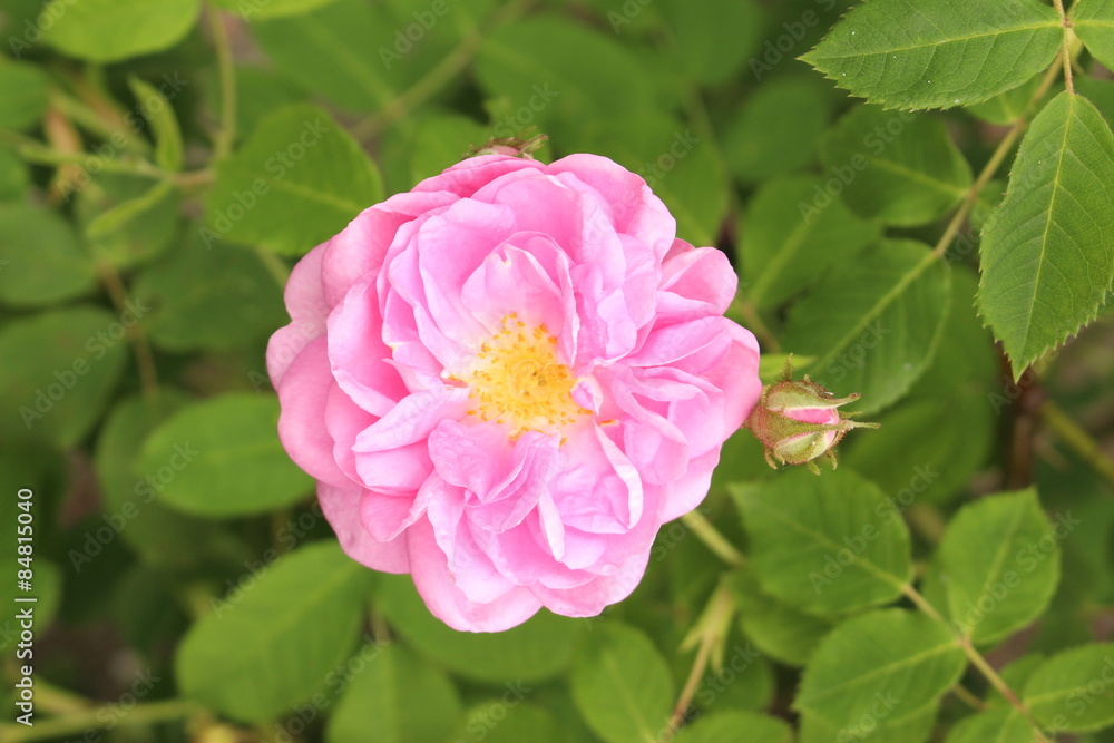 Damask Rose flowers (Rosa x Damascena) in Innsbruck Damask Rose flowers (Rosa x Damascena) in Innsbruck