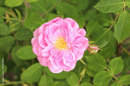 Damask Rose flowers (Rosa x Damascena) in Innsbruck