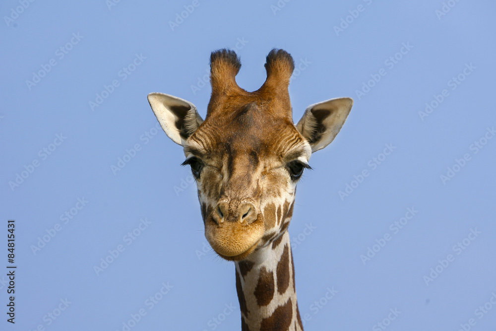 Rothschildgiraffe kijkt je aan. Rothschildgiraffe kijkt je aan.