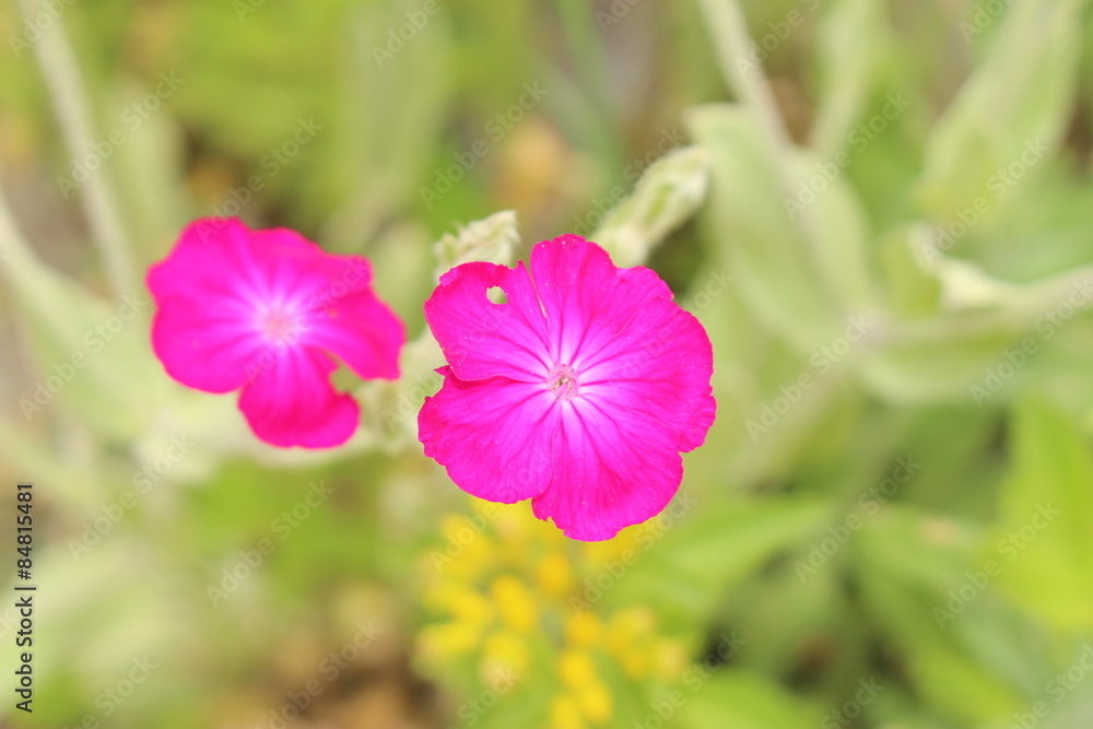 Rose Campion flowers (Lychnis Coronaria) in Innsbruck Rose Campion flowers (Lychnis Coronaria) in Innsbruck