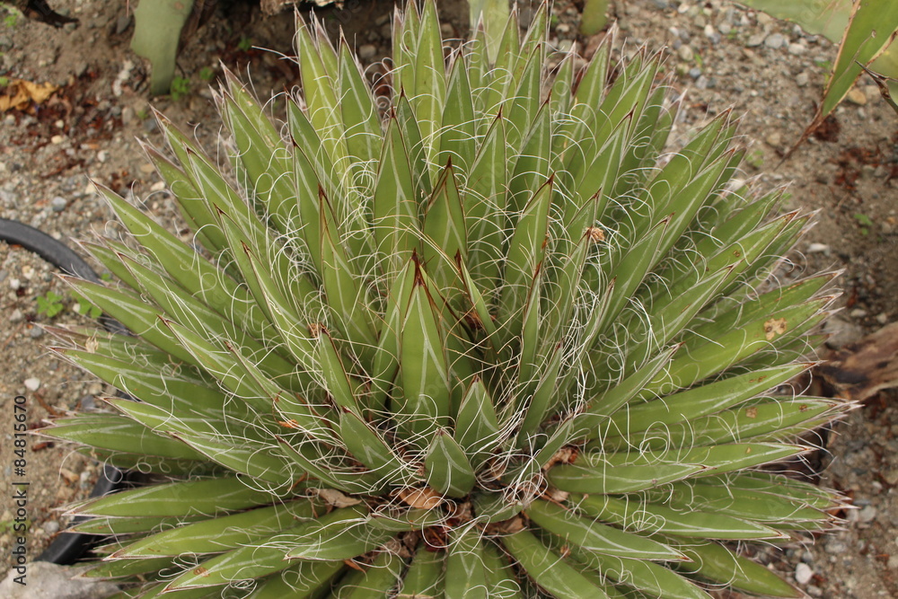 Thread Agave plant (Agave Filifera) in Innsbruck Thread Agave plant (Agave Filifera) in Innsbruck