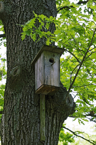 birdhouse in a tree among the leaves.