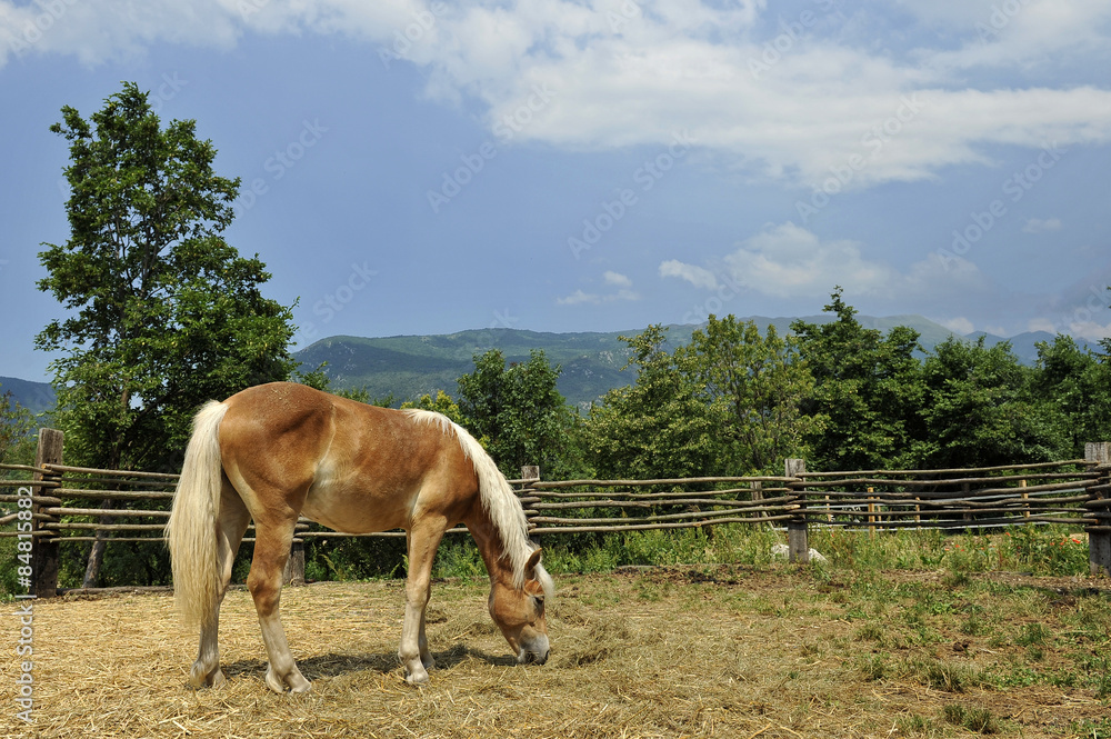 Obraz premium Puledro