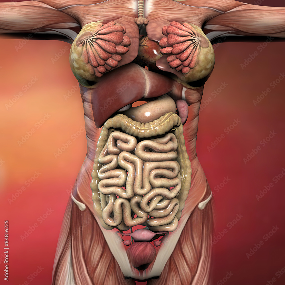 Corpo umano femminile, anatomia muscoli e organi Stock