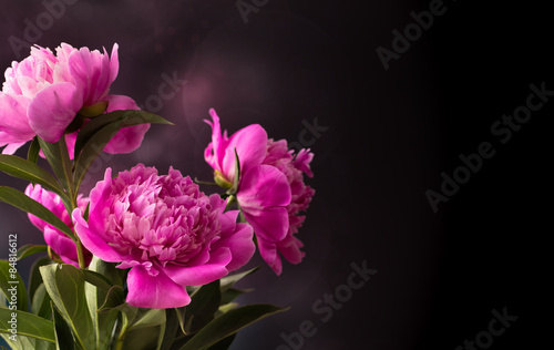 Three pink peony flower on dark background
