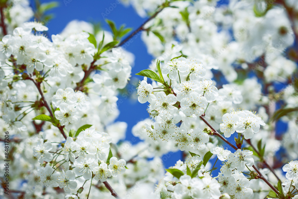 White flowers on a tree - spring background. White flowers on a tree - spring background.