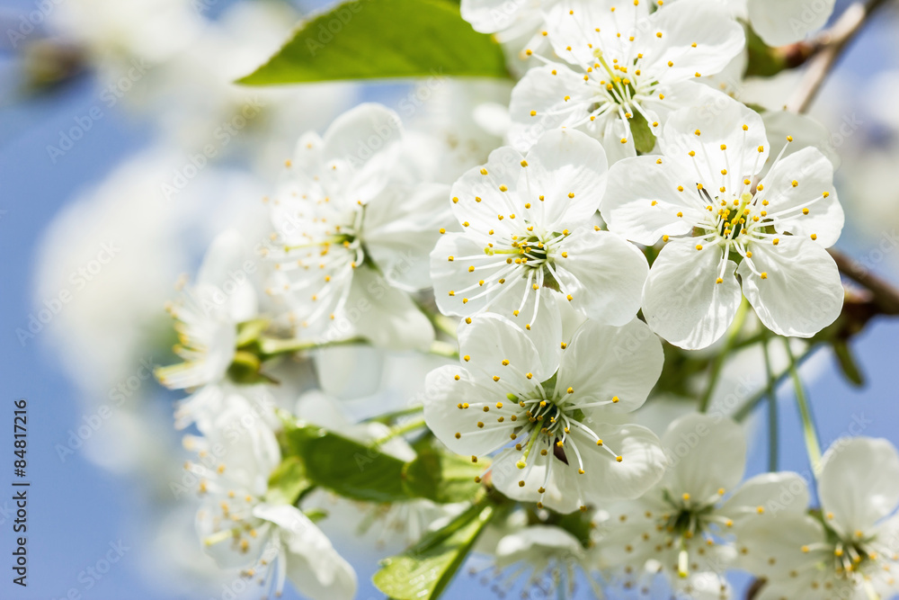 Fototapeta premium White flowers on a tree - spring background.