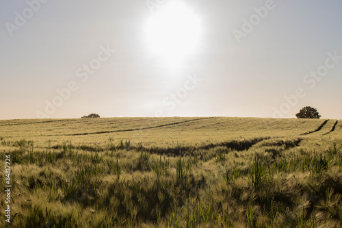 Goldene Ähren