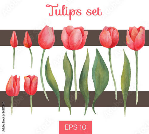 Vector watercolor isolated tulips set