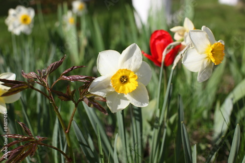 blossom flowers