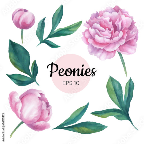 Vector watercolor peonies set