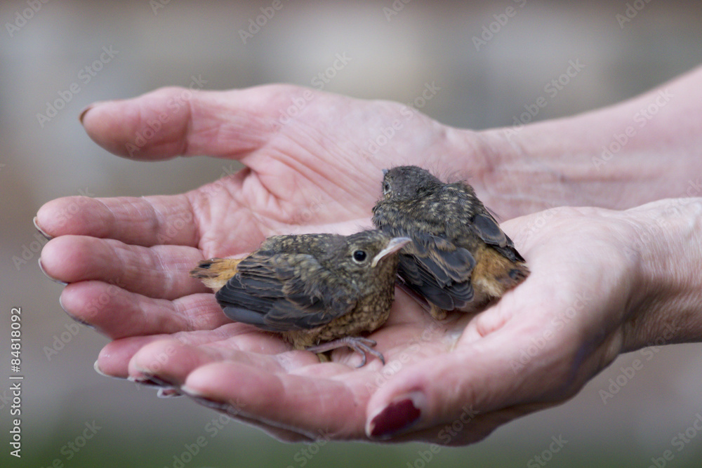 redstart redstart