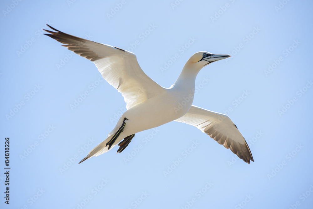 Fototapeta premium Northern gannet in the sky.