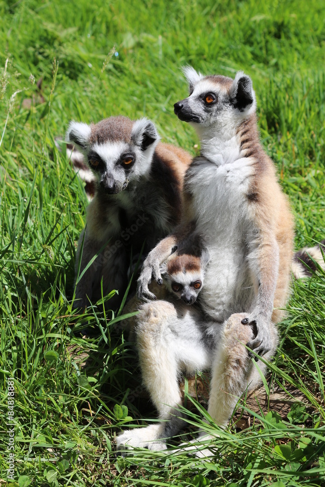 Fototapeta premium Maki Catta