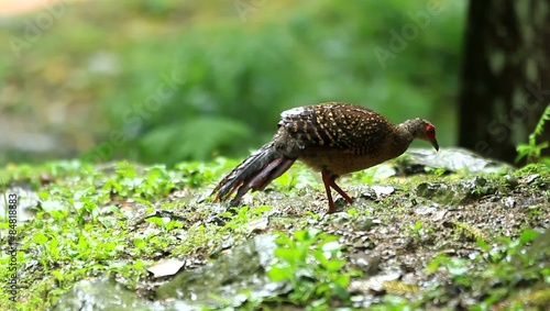 Swinhoe's Pheasant (Lophura swinhoii) female in Taiwan photo