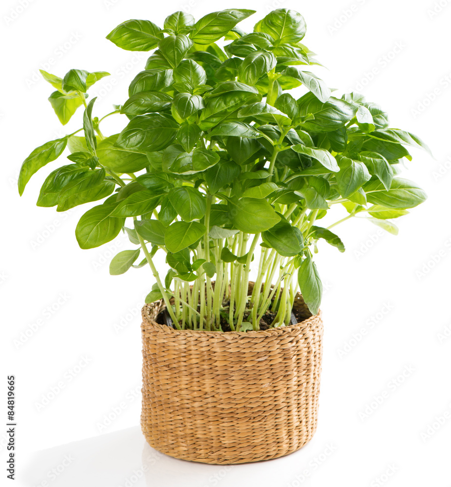 Naklejka premium Fresh herb basil