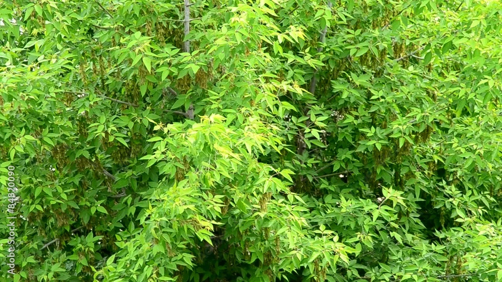 Background of lush green box elder tree foliage blown by wind Background of lush green box elder tree foliage blown by wind
