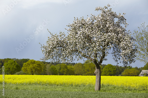 Blühender Obstbaum mit Rapsfeld bei Regenstimmung