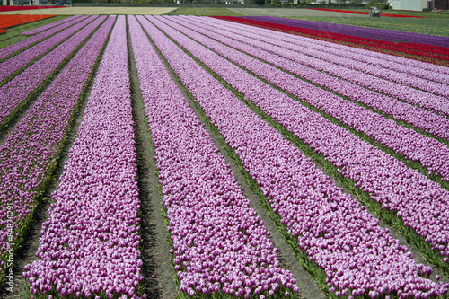 Cultivation of tulip