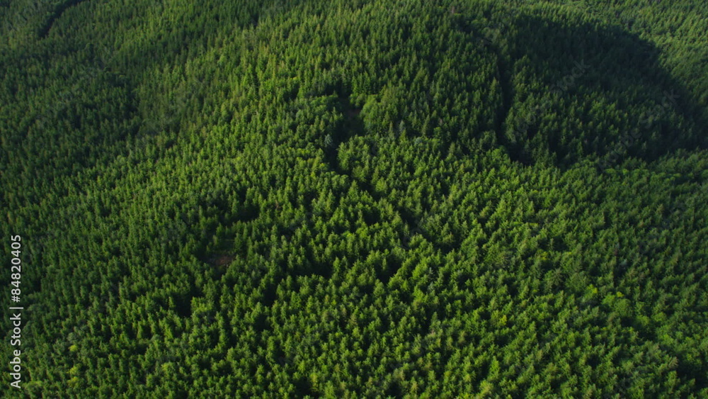 Oregon forest, aerial shot