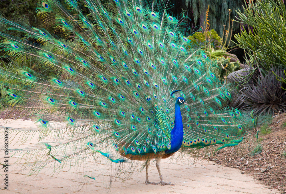 Obraz premium Male Indian Peacock