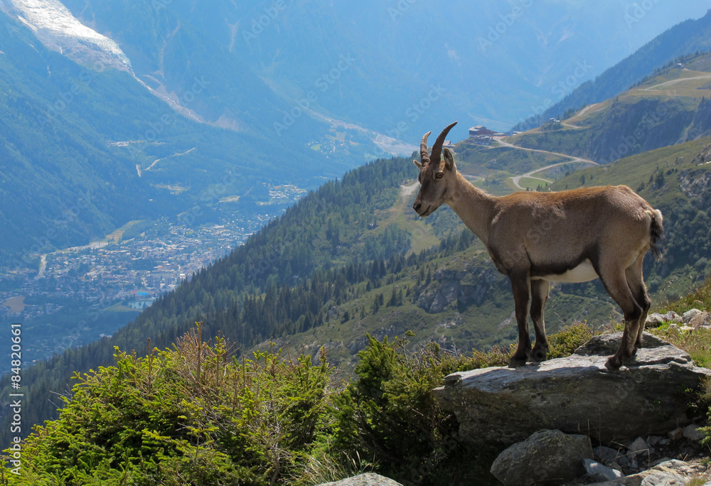 Bouquetinor Ibex on a rocky alpine mountain looking down at the Chamonix valley