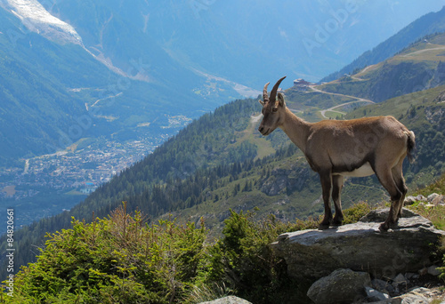 Bouquetinor Ibex on a rocky alpine mountain looking down at the Chamonix valley