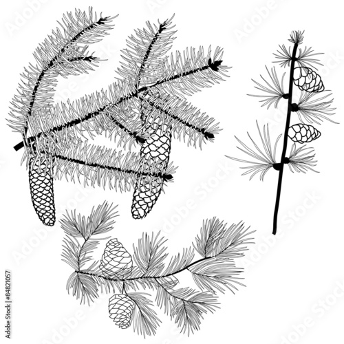Billede på lærred Black and white conifer branches with needles and cones