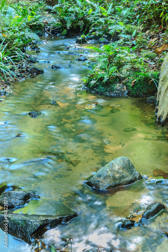 Babbling Brook in Green Forest