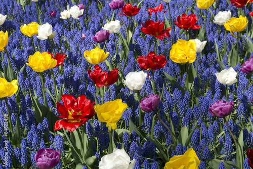 Fototapeta Naklejka Na Ścianę i Meble -  Garden with tulips and muscari
