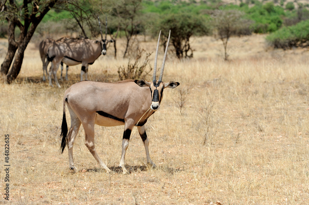 Gemsbok