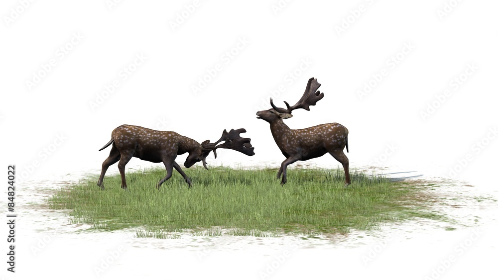 Fototapeta premium deer isolated on white background