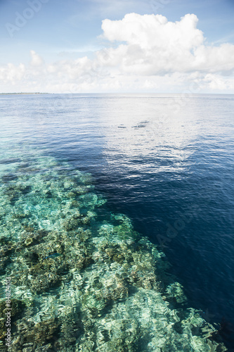 Coral Reef Drop Off © ead72