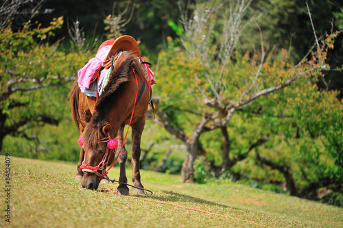 Horse eating grass photo