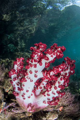 Red Soft Coral Colony #84824226
